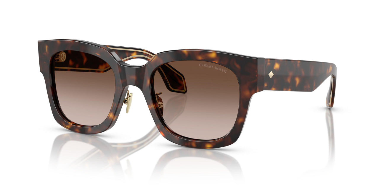 502613 - Tortoise - Gradient Brown