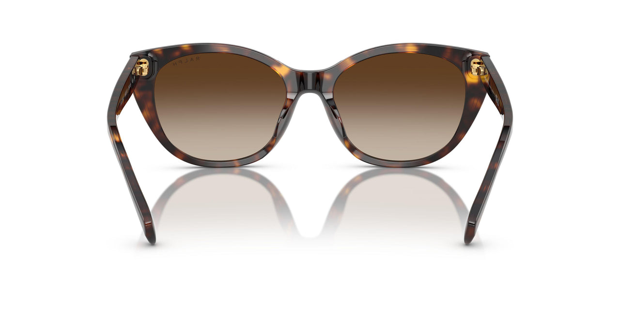 500313 - Tortoise - Gradient Brown