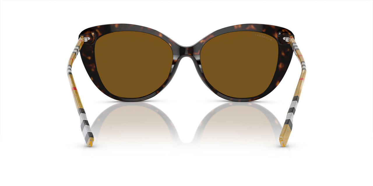 385483 - Brown - Brown Polar