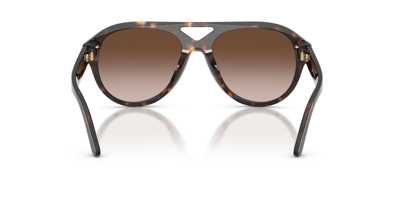 196413 - Tortoise - Brown Gradient