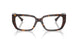 5002 - Tortoise