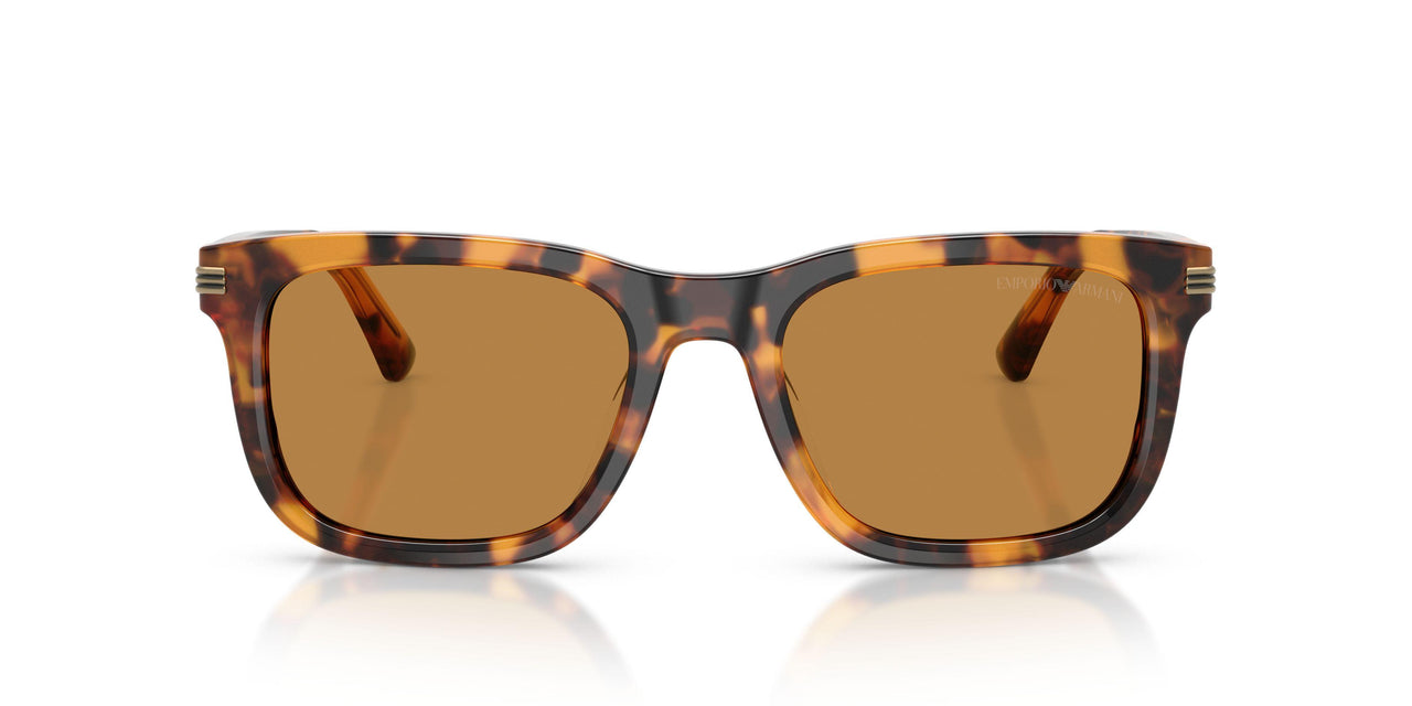591693 - Tortoise - Light Brown
