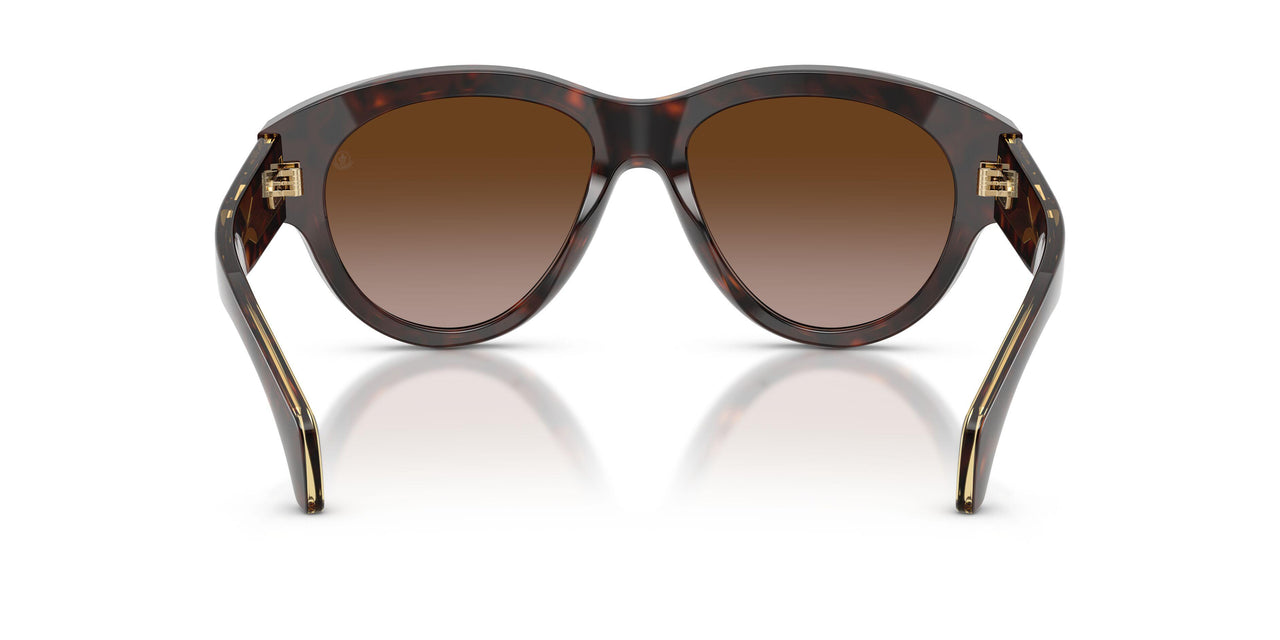 300213 - Tortoise - Brown Gradient