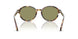 623214 - Tortoise - Green