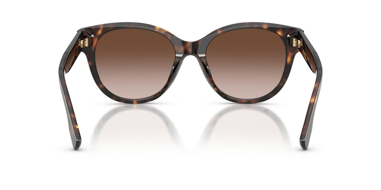 196413 - Tortoise - Dark Tortoise
