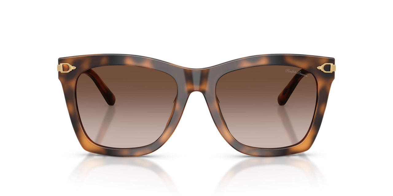 608913 - Tortoise - Gradient Brown
