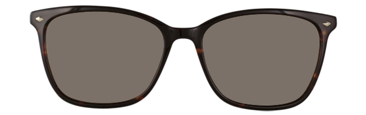 550 - Tortoise