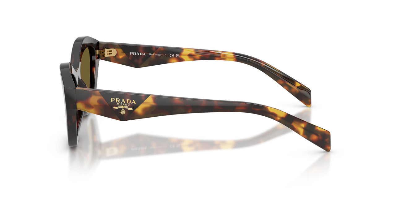 17N09Z - Tortoise - Dark Brown