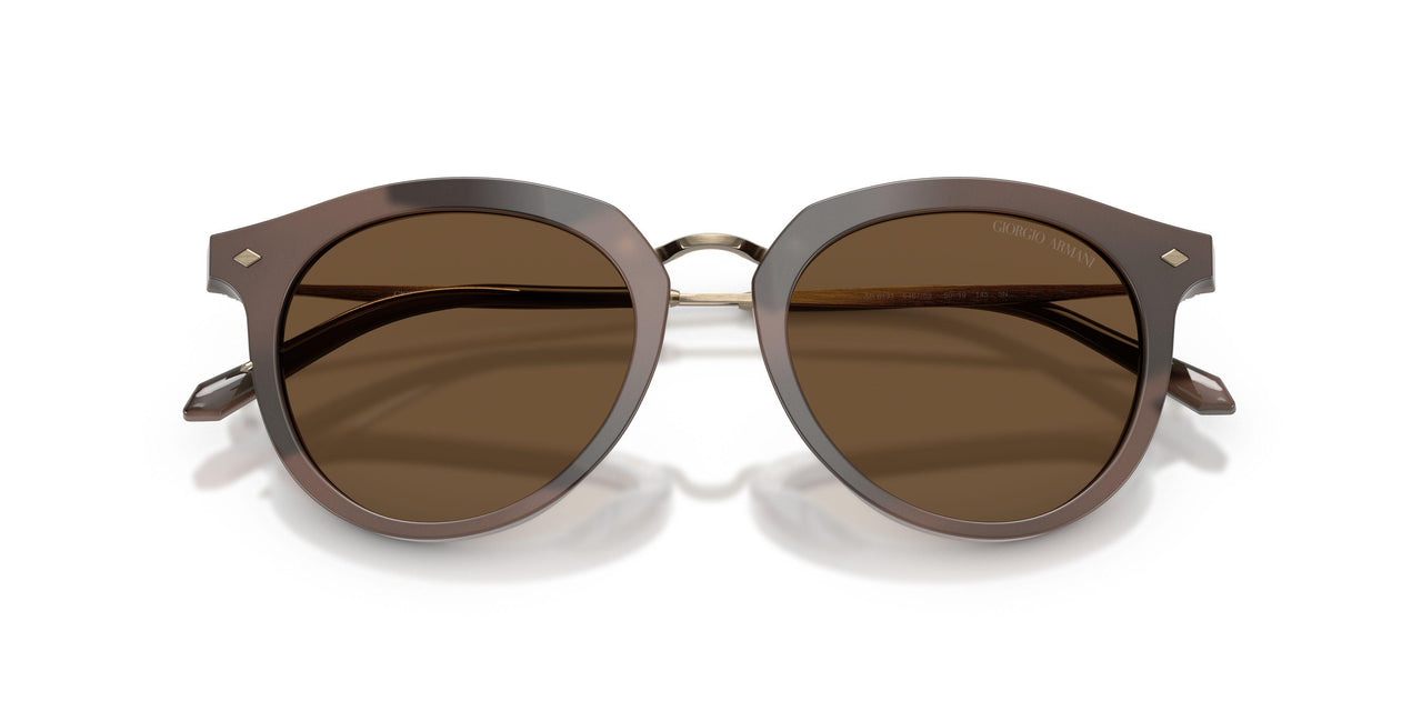 646753 - Tortoise - Dark Brown