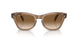 664051 - Light Brown - Clear Gradient Brown