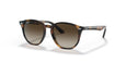 152/13 - Havana - Brown Gradient