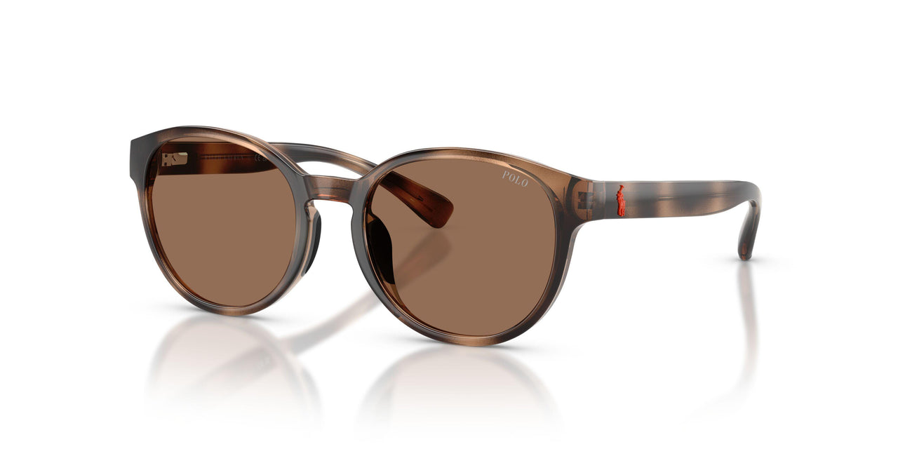 597473 - Tortoise - Dark Brown