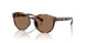 597473 - Tortoise - Dark Brown