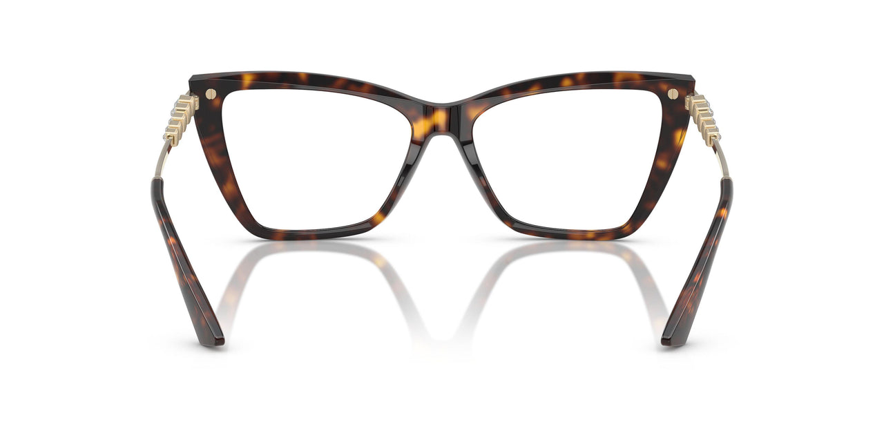 5002 - Tortoise